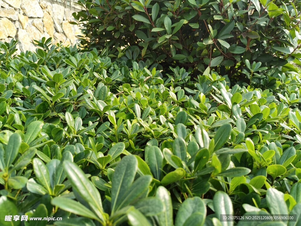 绿叶繁茂的灌木丛