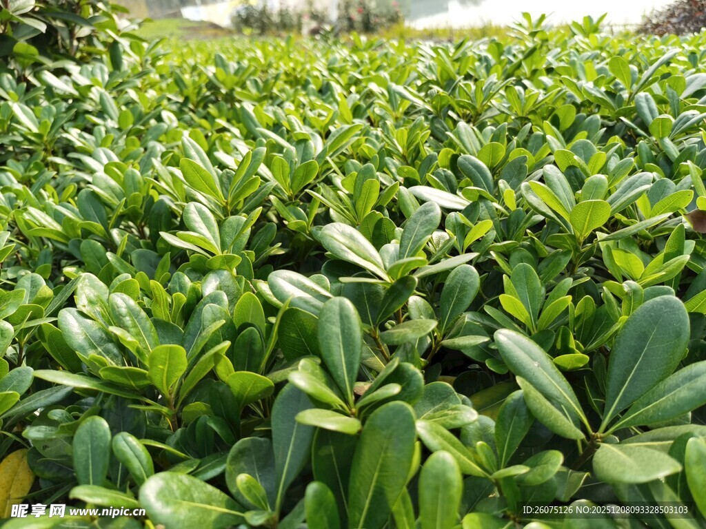 翠绿蓬勃的水生植物景观