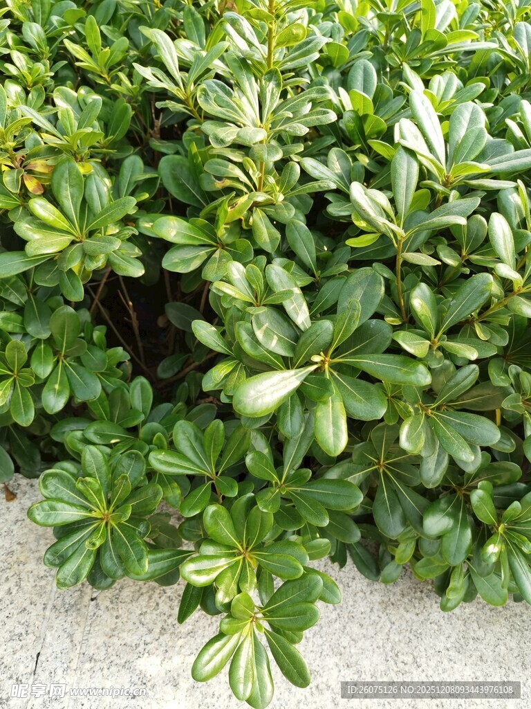 翠绿繁茂的绿植景观