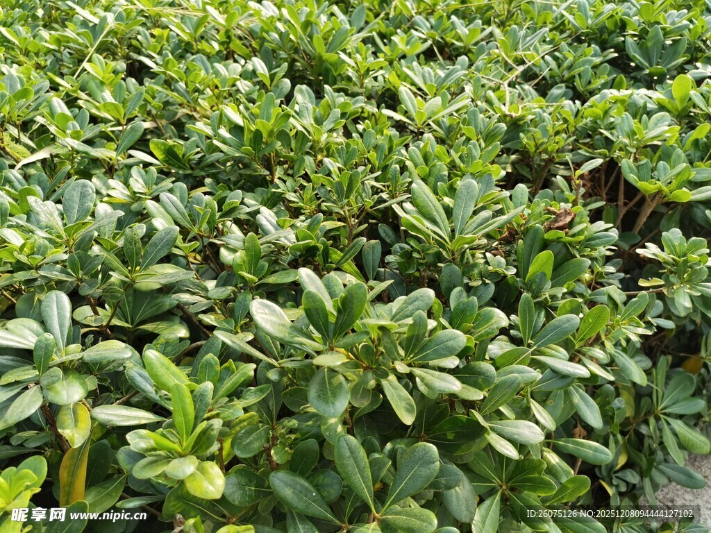 繁茂绿植景观