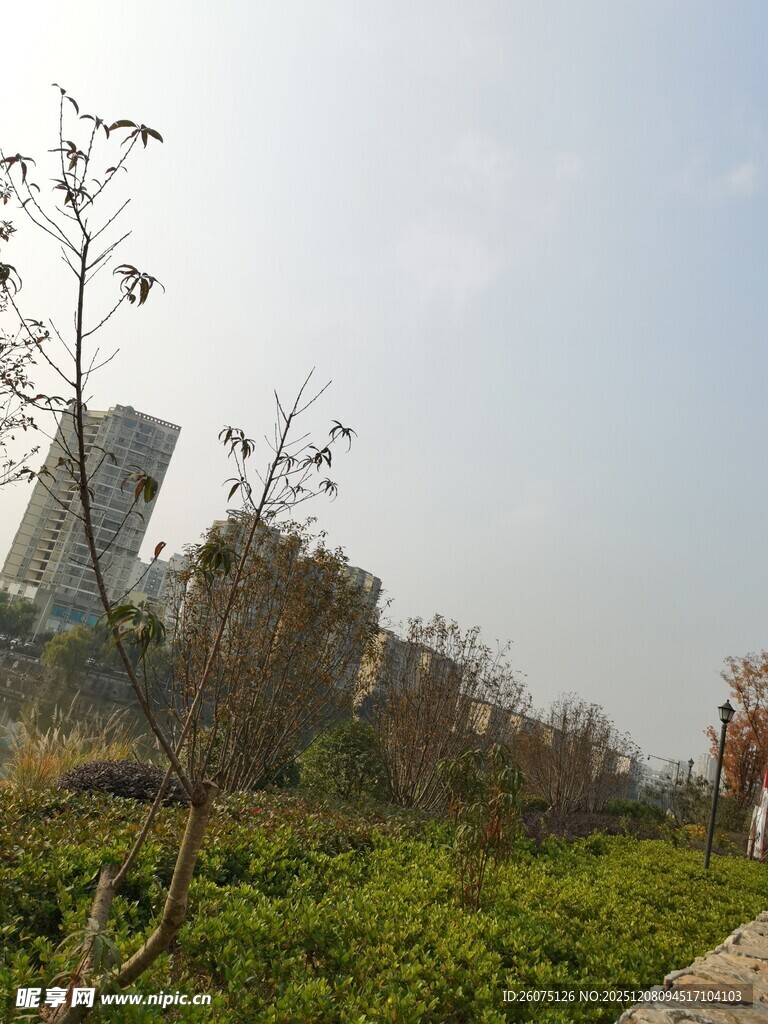 城市边的绿植景观