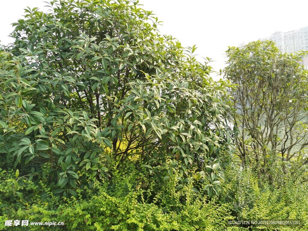 繁茂绿植景观