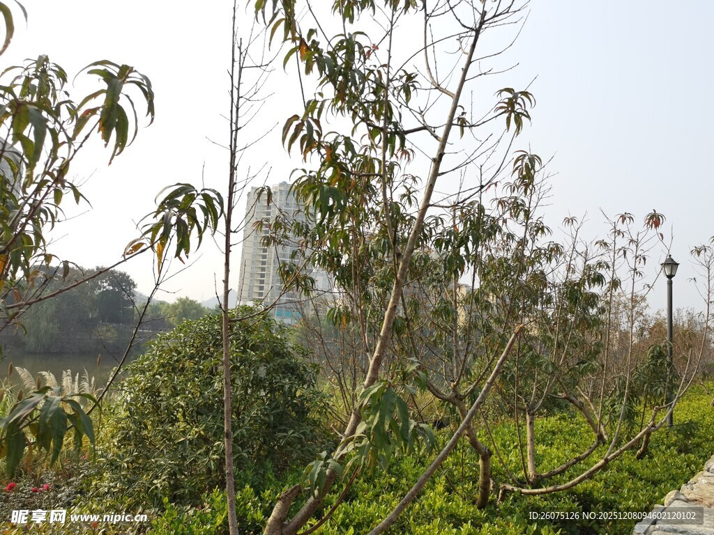 被破坏的植被景观