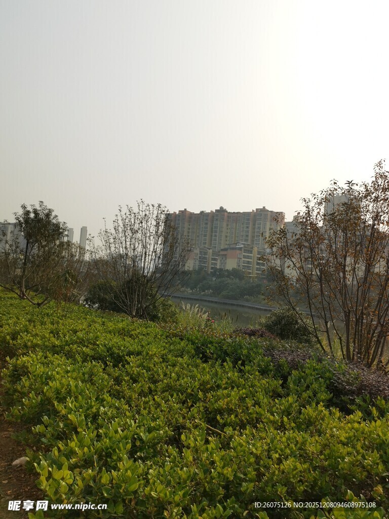 绿意盎然的户外景观