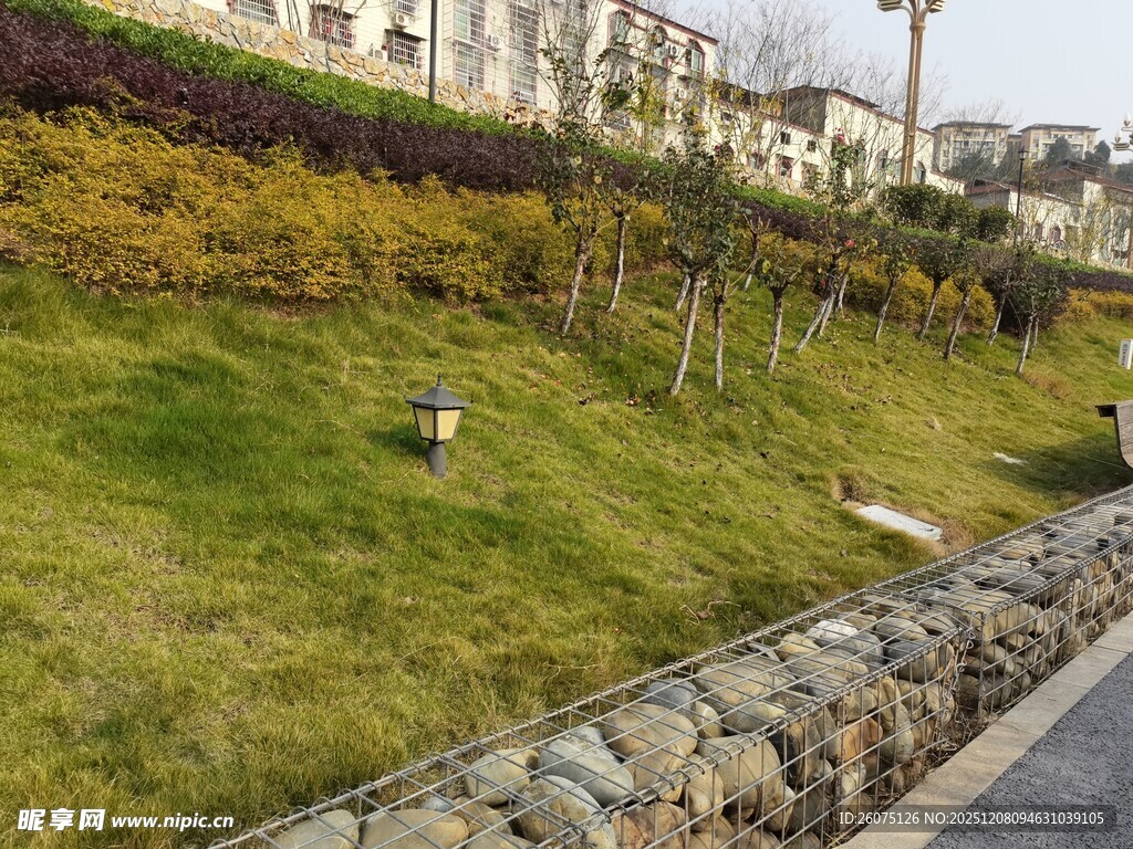 城市路边的绿植景观