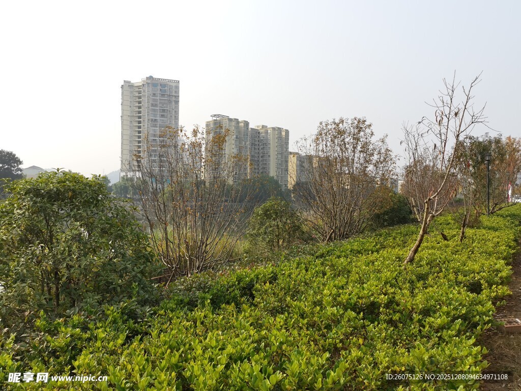 城市边的绿植繁茂景象