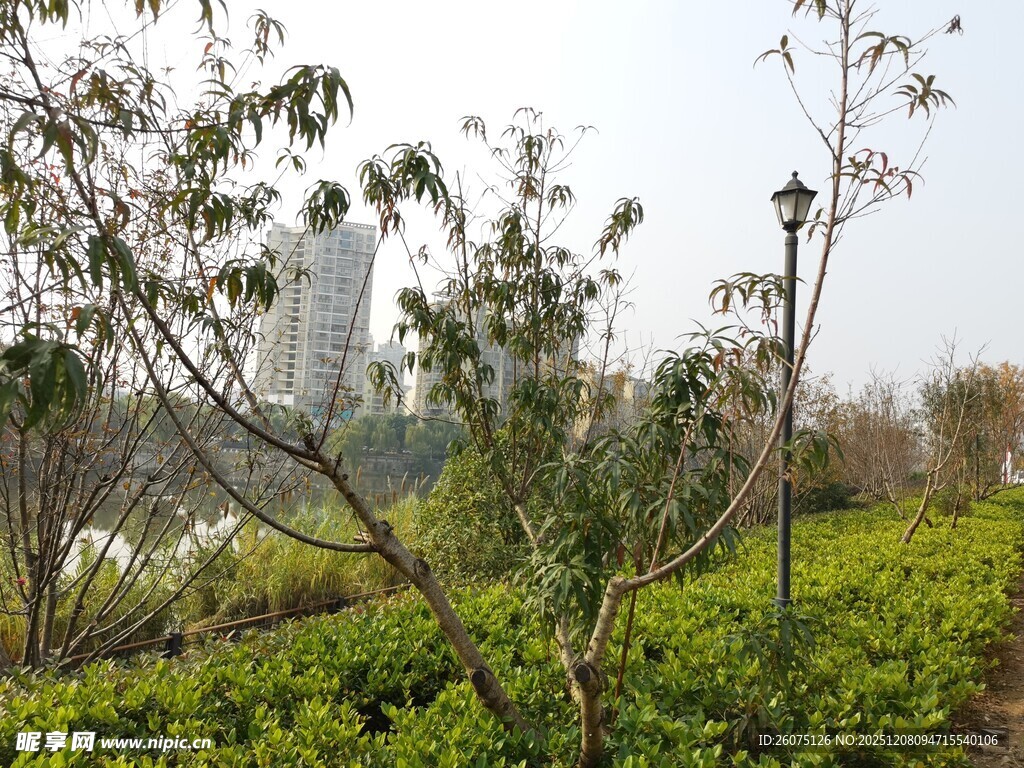 城市中的绿植景观