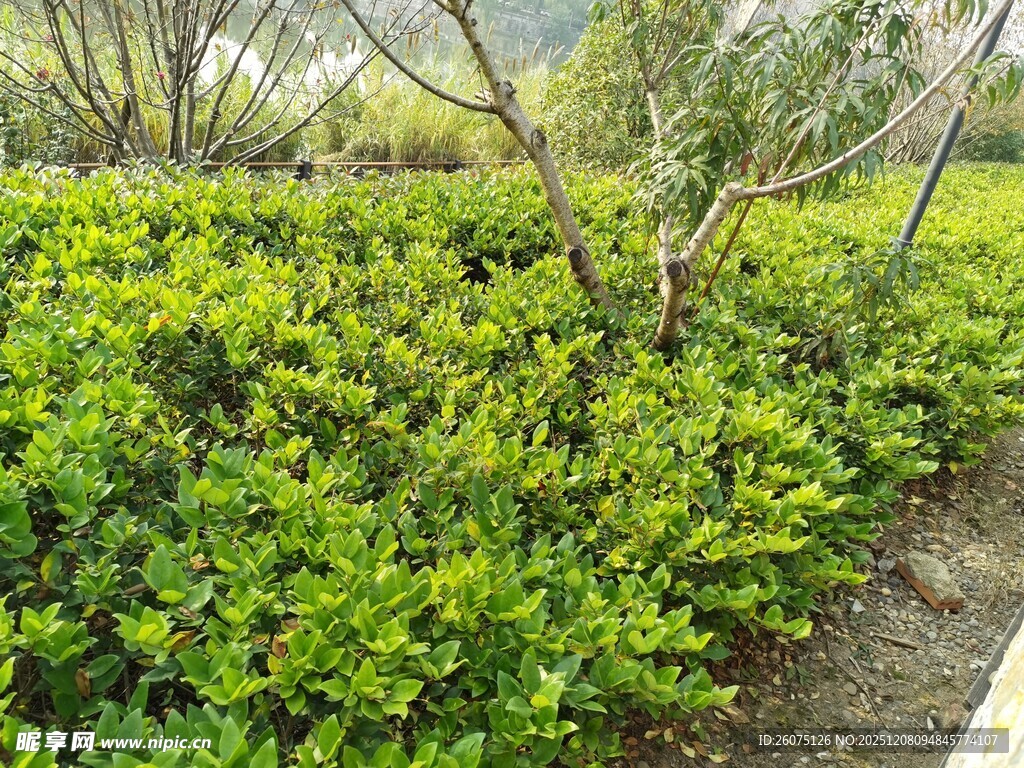绿意盎然的丛生植物景观