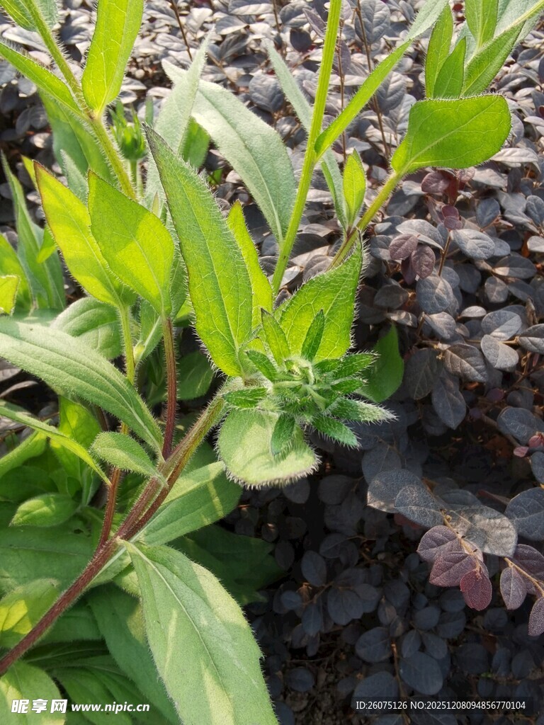 绿叶紫叶植物特写