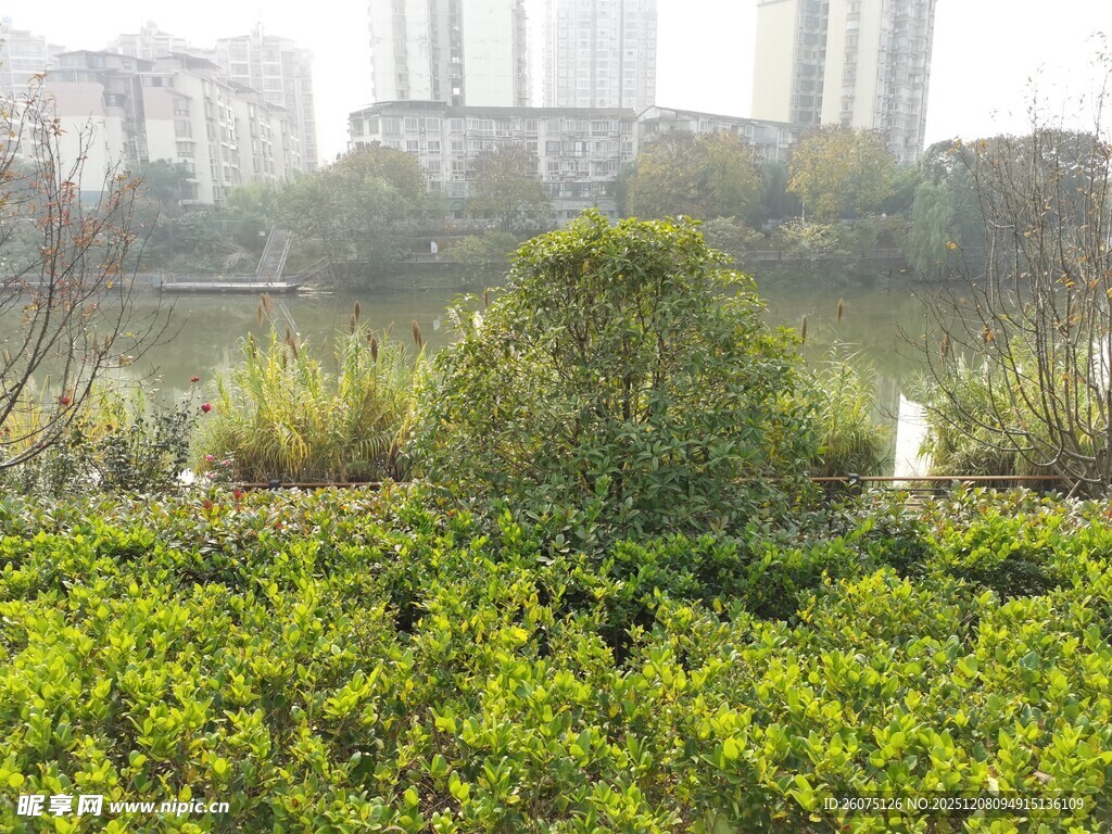 城市湖边绿意盎然的植被
