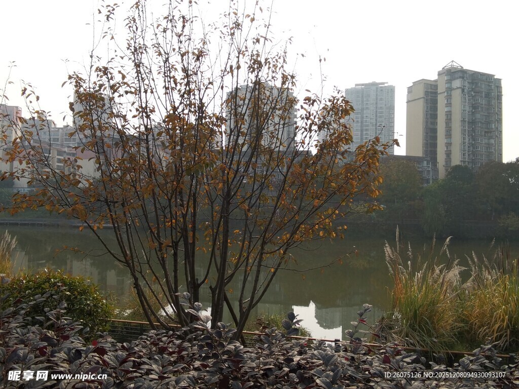 湖畔白鹭与城市建筑景观