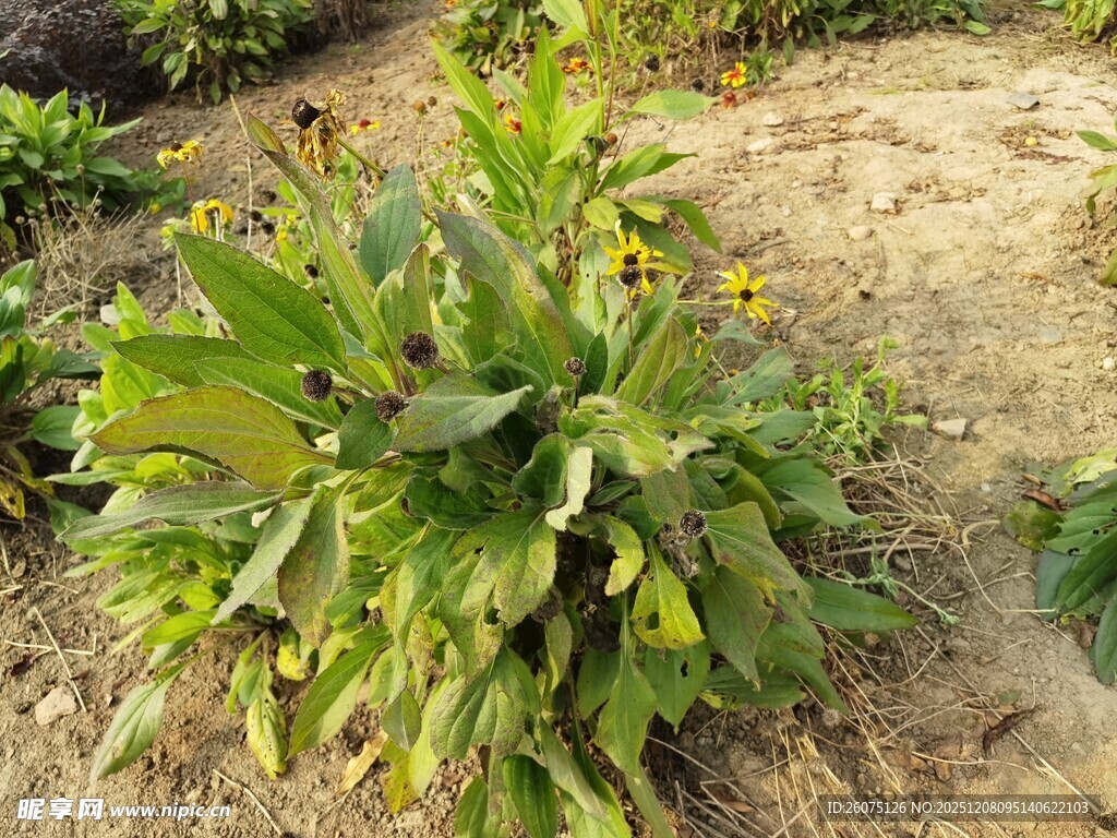 野外生长的绿色植物