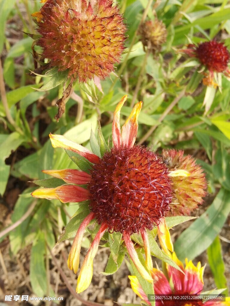 艳丽刺头菊绽放于绿野