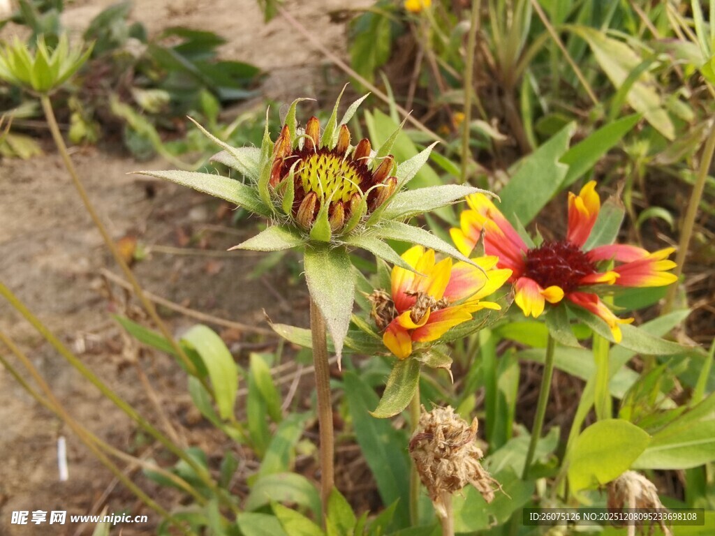 多彩野花绽放于绿植间