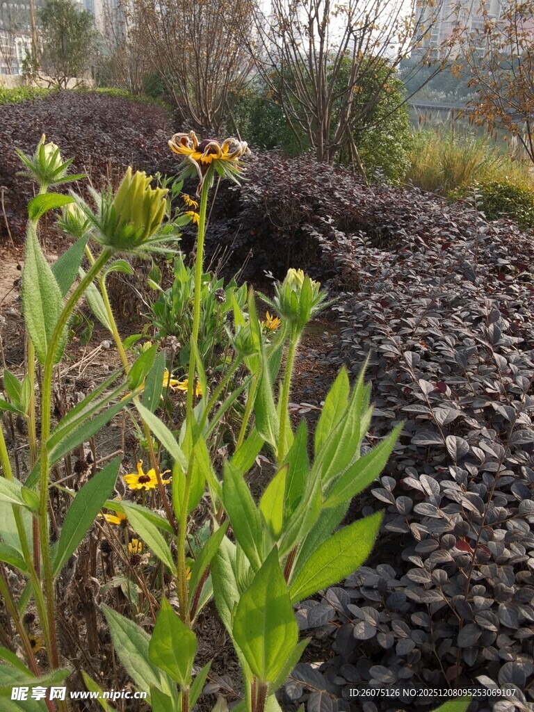 野外绽放的黄色小花植物