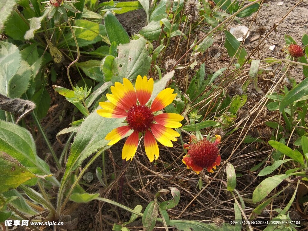 野外绽放的艳丽黑心菊