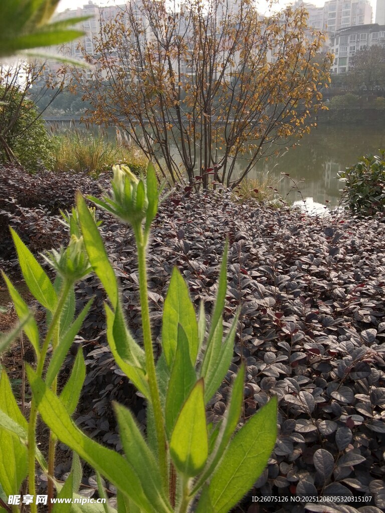 湖畔绿植生机盎然