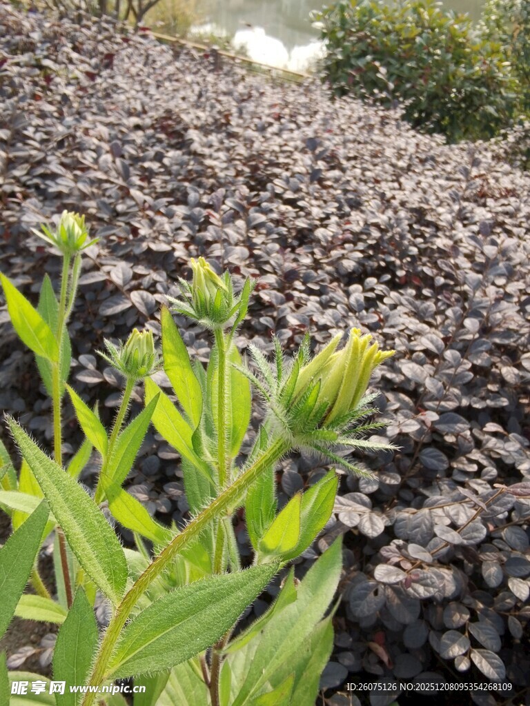 绿叶丛中新生植物露头