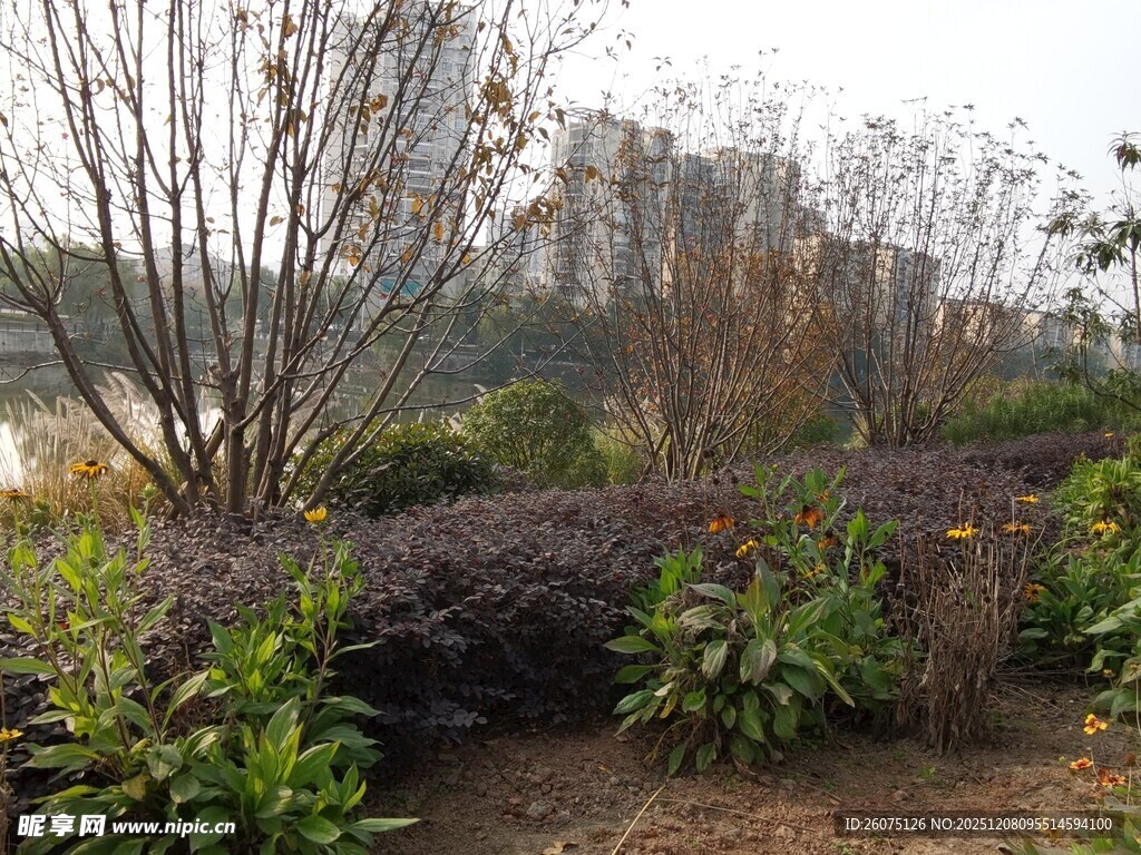 城市园林景观植物景色