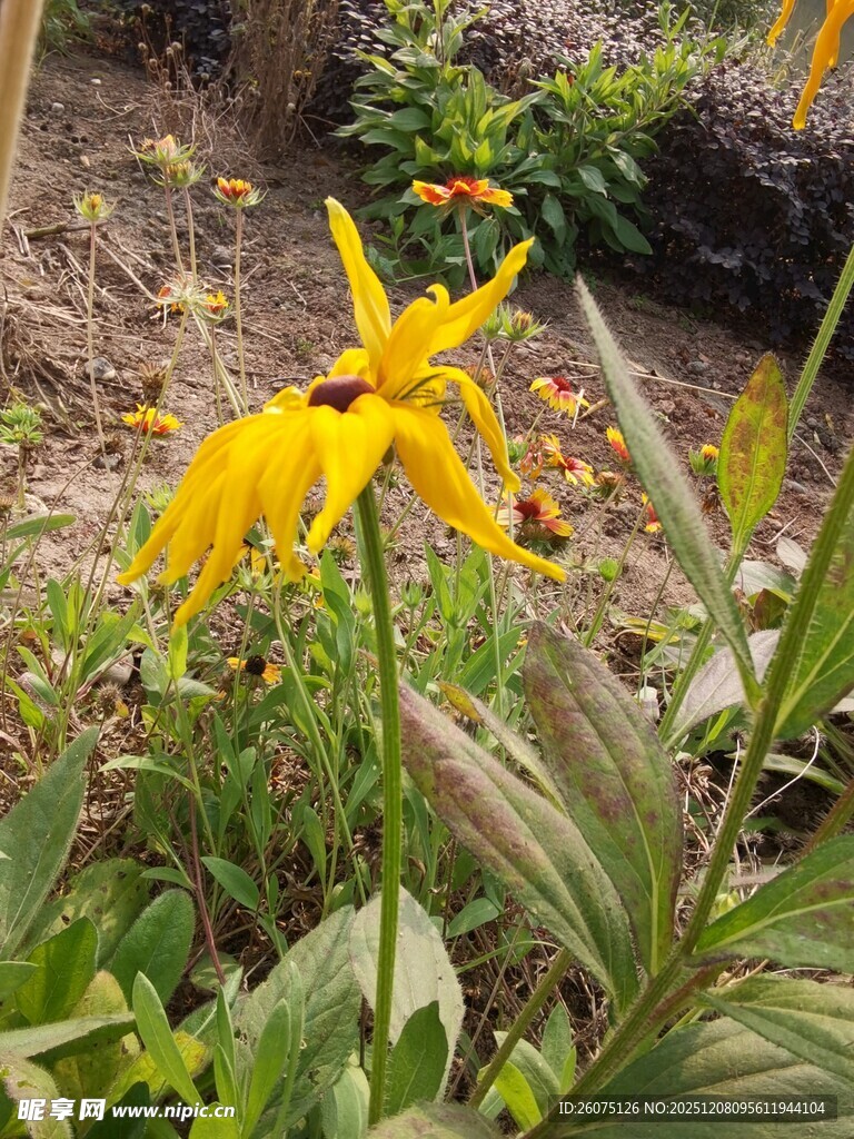 黄色花朵绽放于绿植间