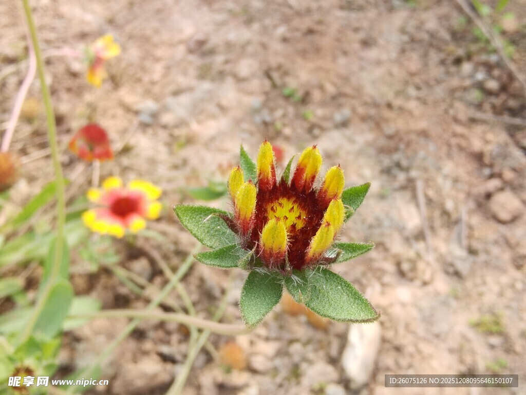 多彩野花绽放于土地