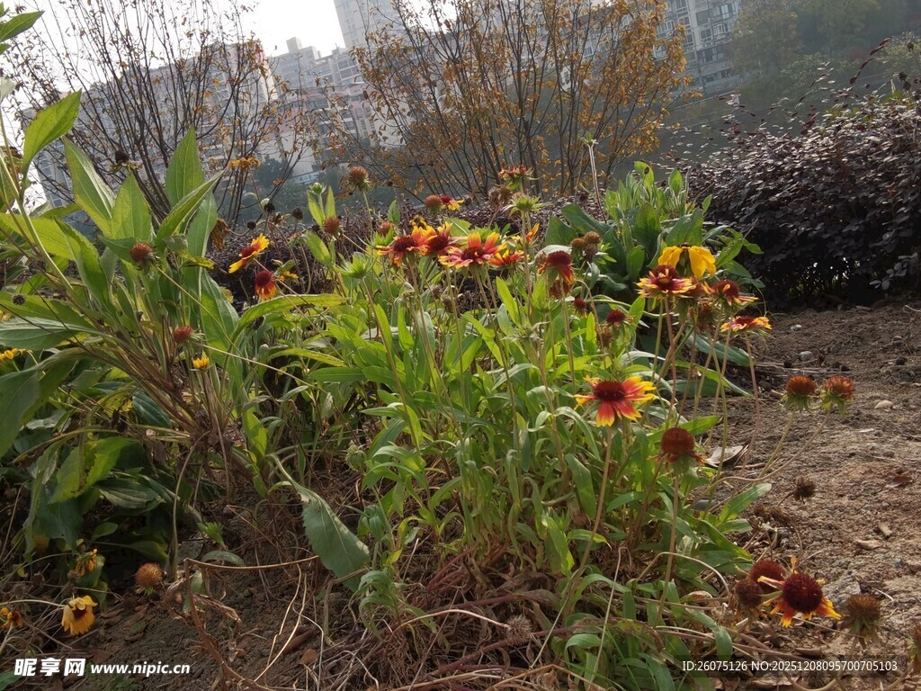 户外盛开的多彩花卉