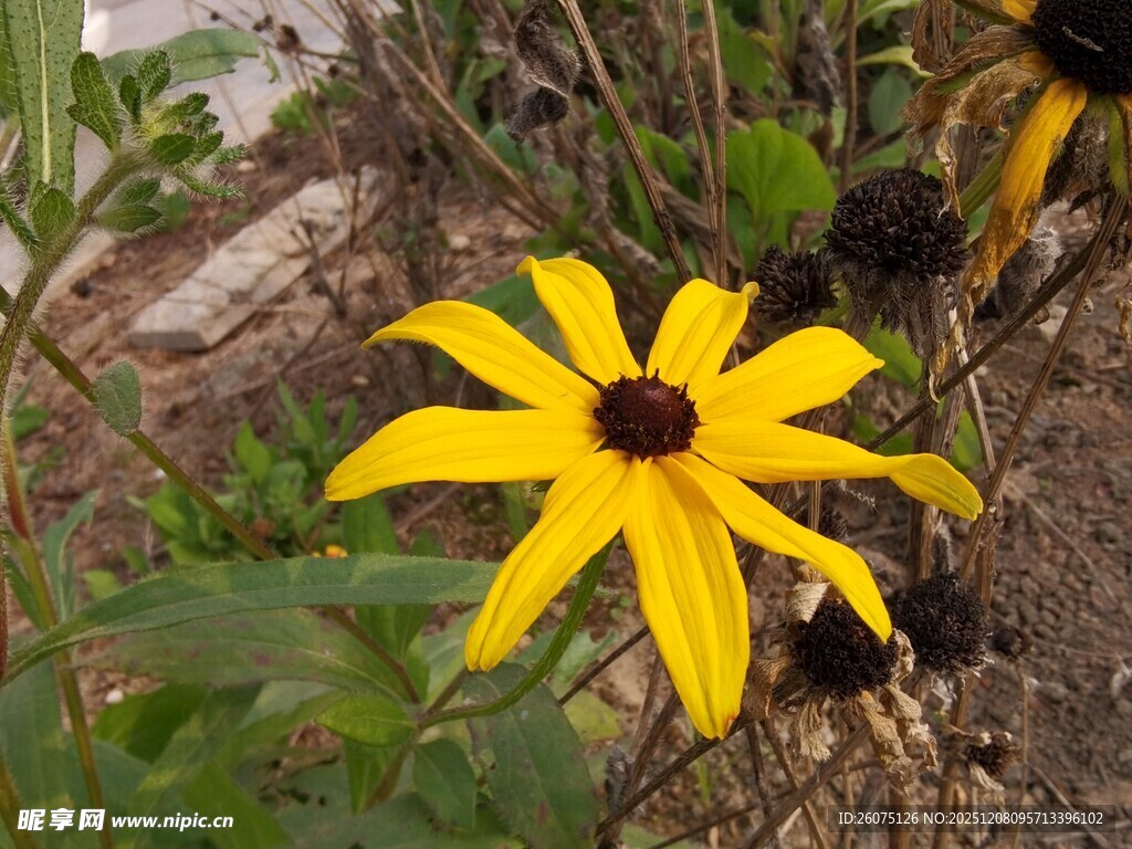 黄色黑心菊绽放于野外