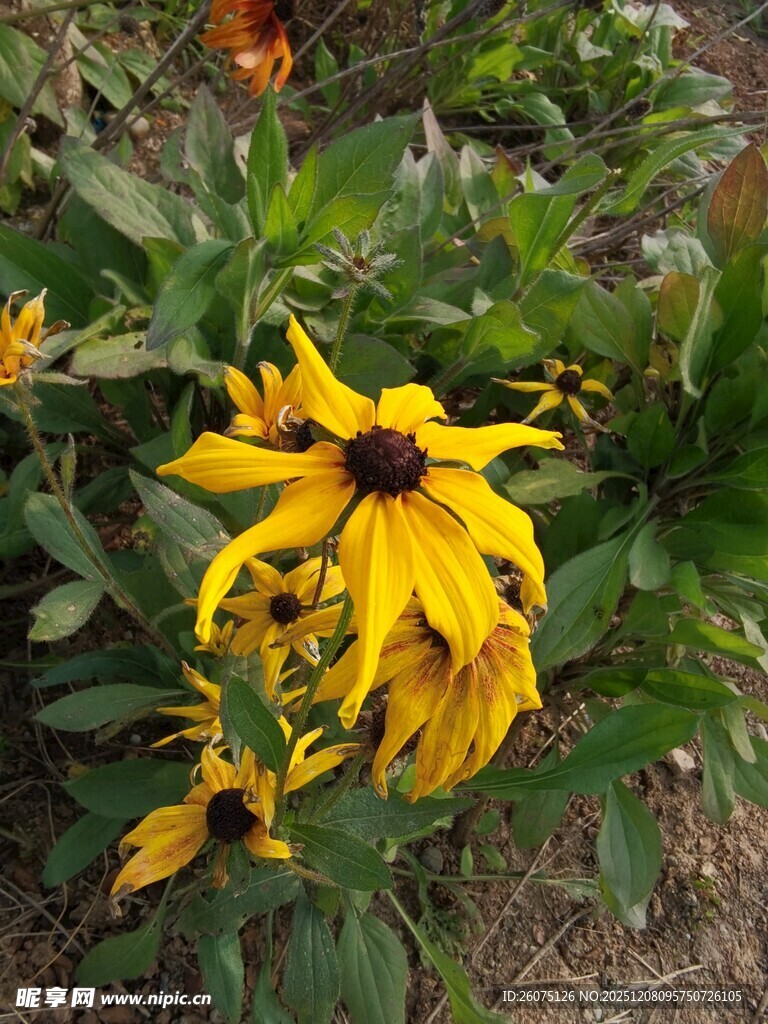 黄色黑心菊绽放于草丛