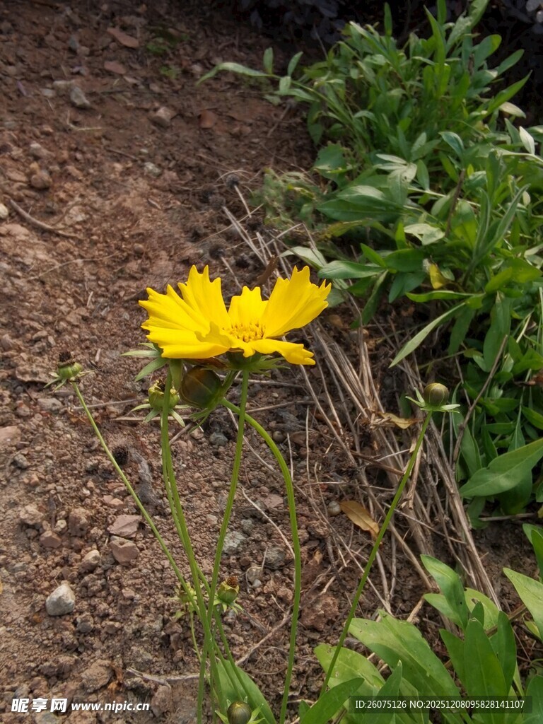 小径旁绽放的黄色小花