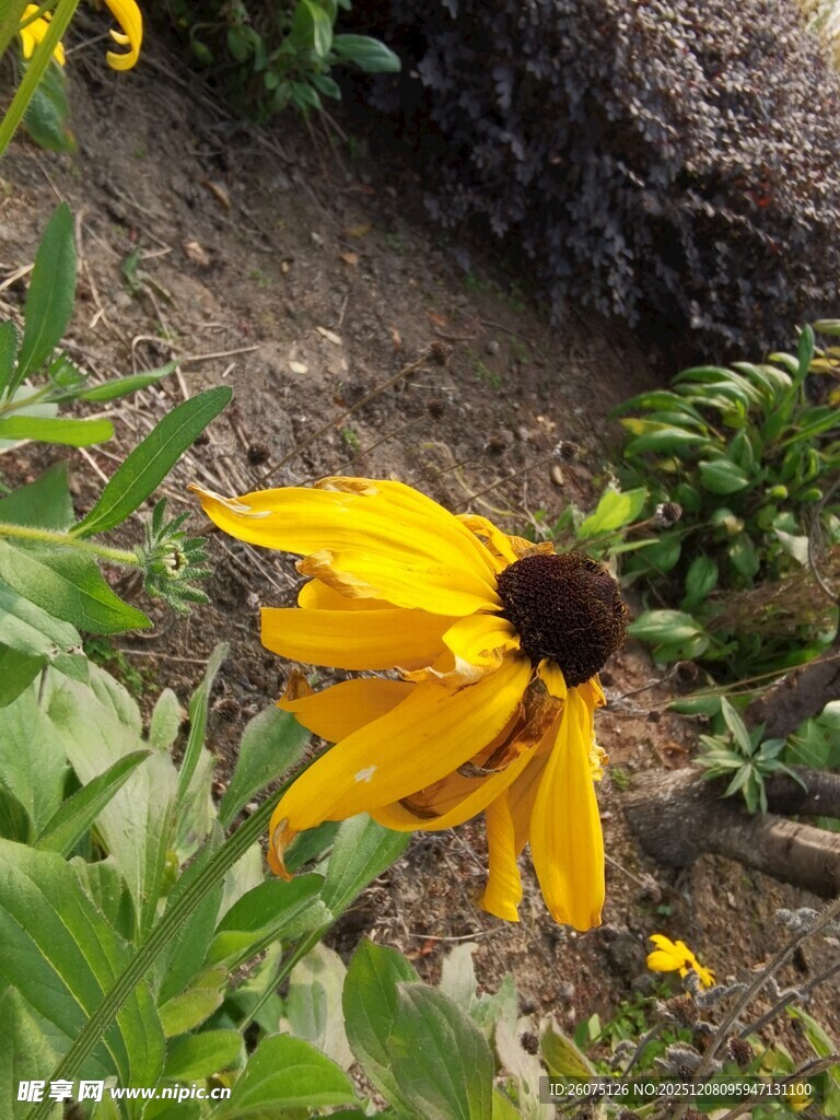 黄色黑心菊绽放于绿叶间