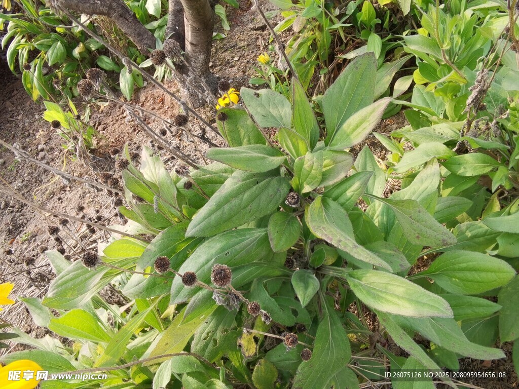 绿叶间的黄色小花