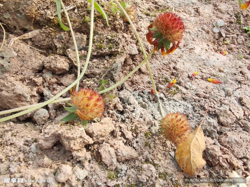 花生破土而出的瞬间