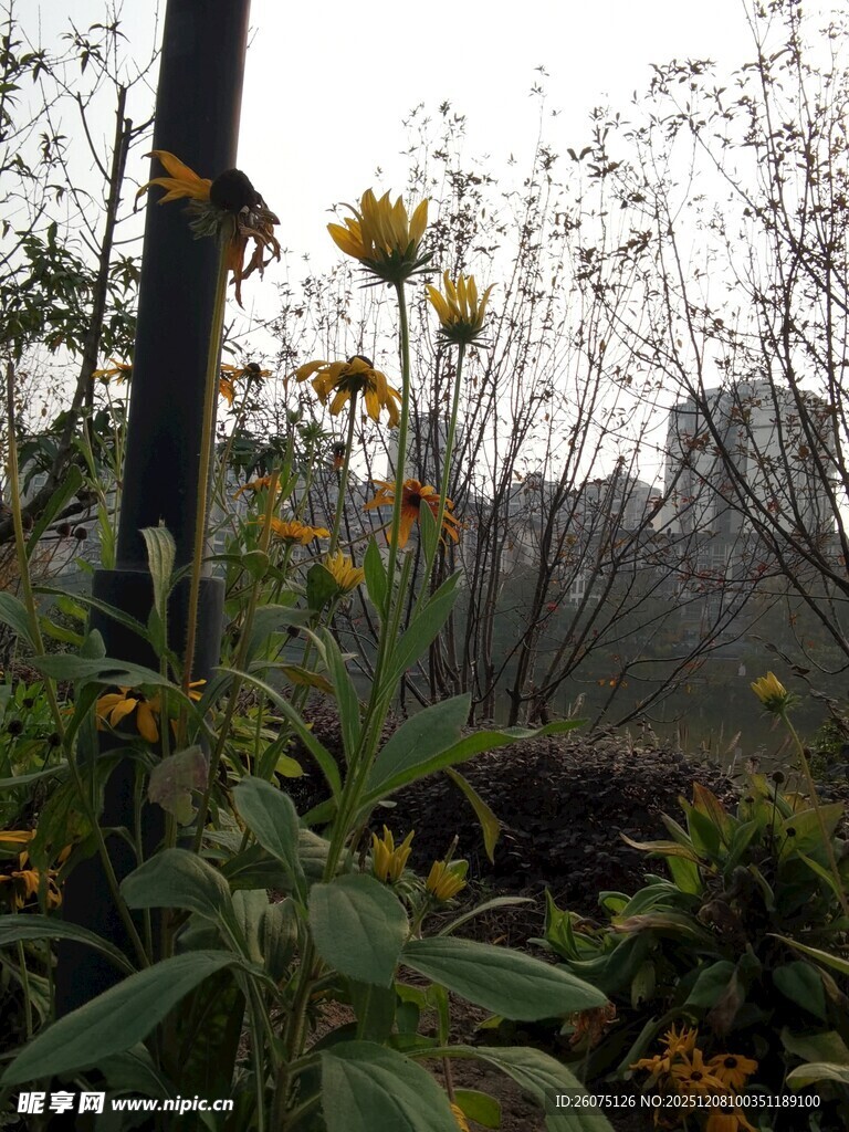 花园中的多彩花卉植物