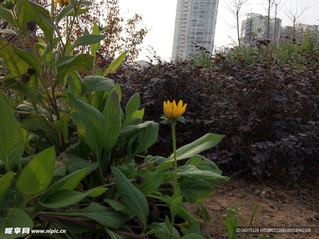 孤黄花朵绽于绿植间