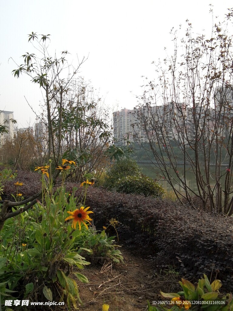 户外自然花草景观