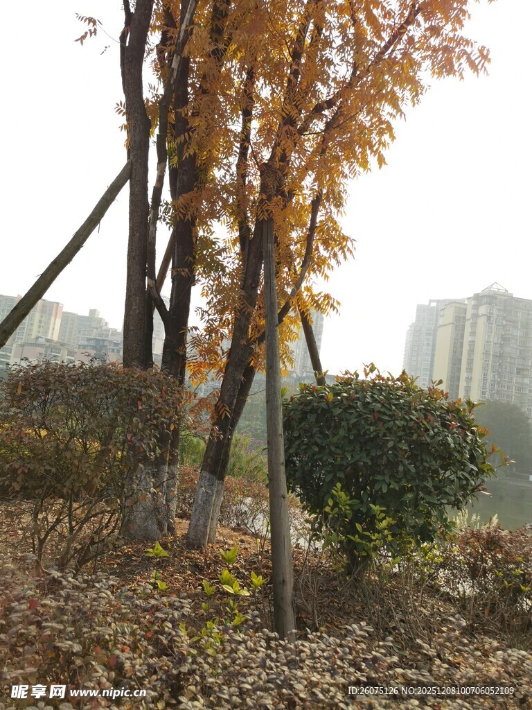 秋日公园树木景观