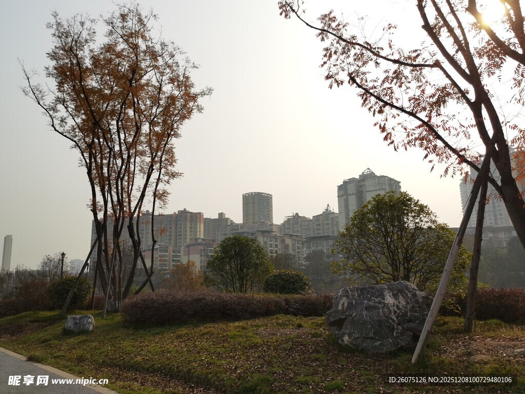 城郊风景树木与城市轮廓