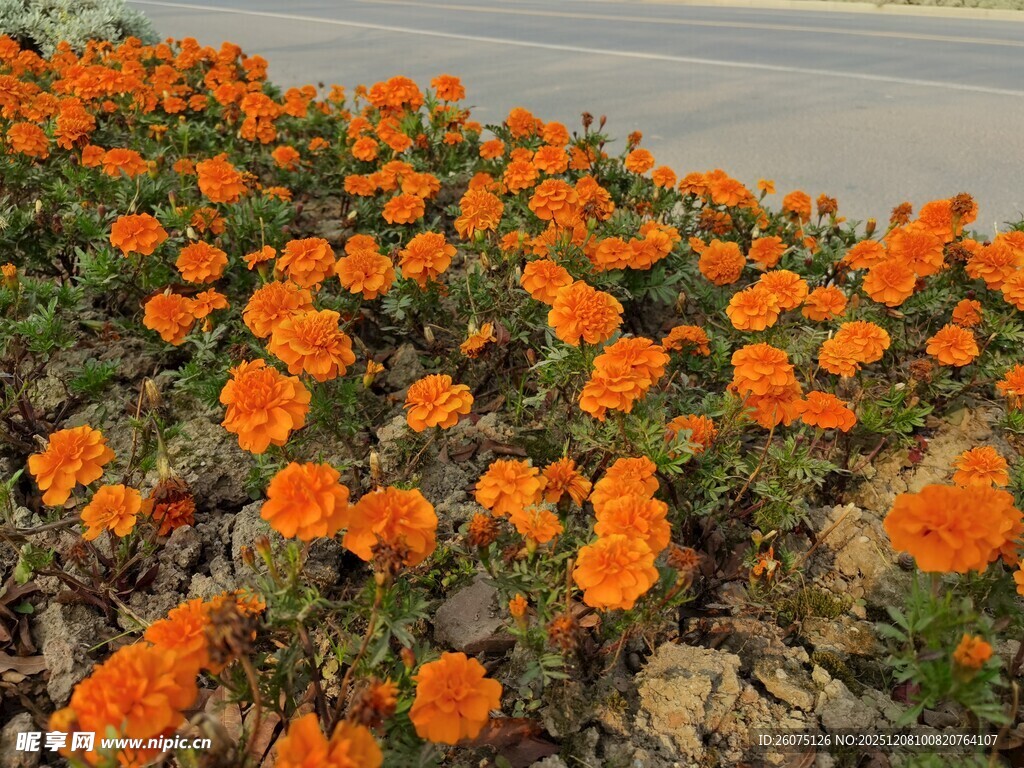 路边盛放的橙色花朵