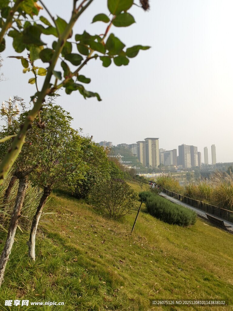 城郊草地树木远景风光