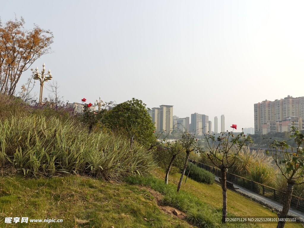 城郊草地与远处高楼景观