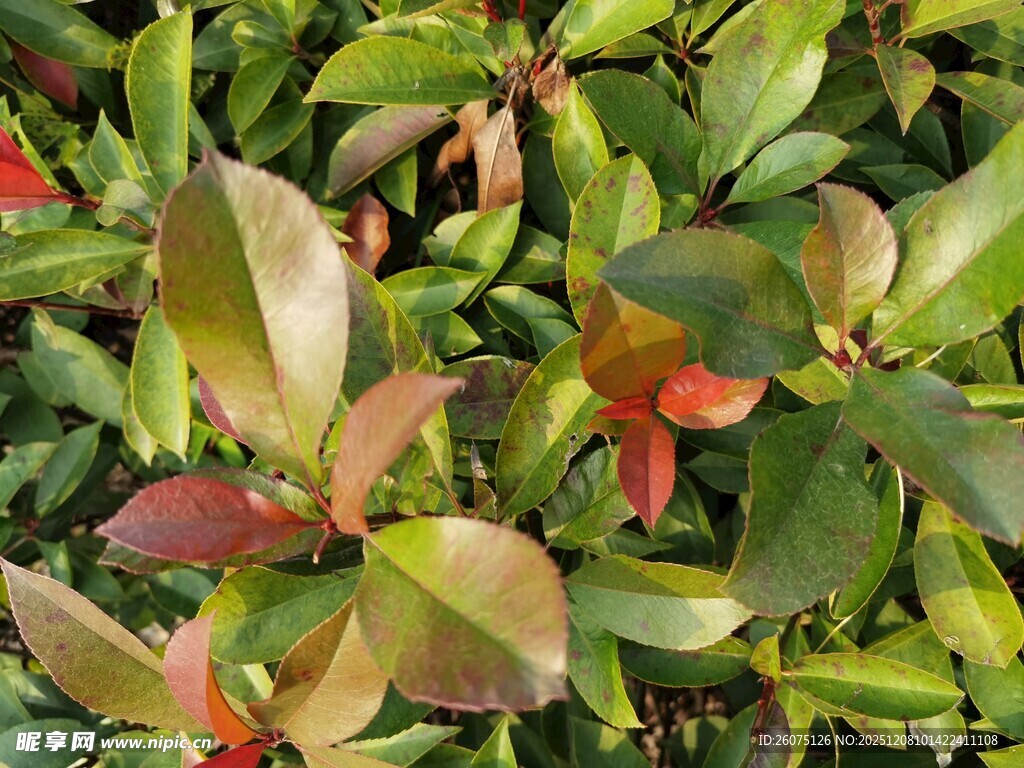 多彩叶片植物特写