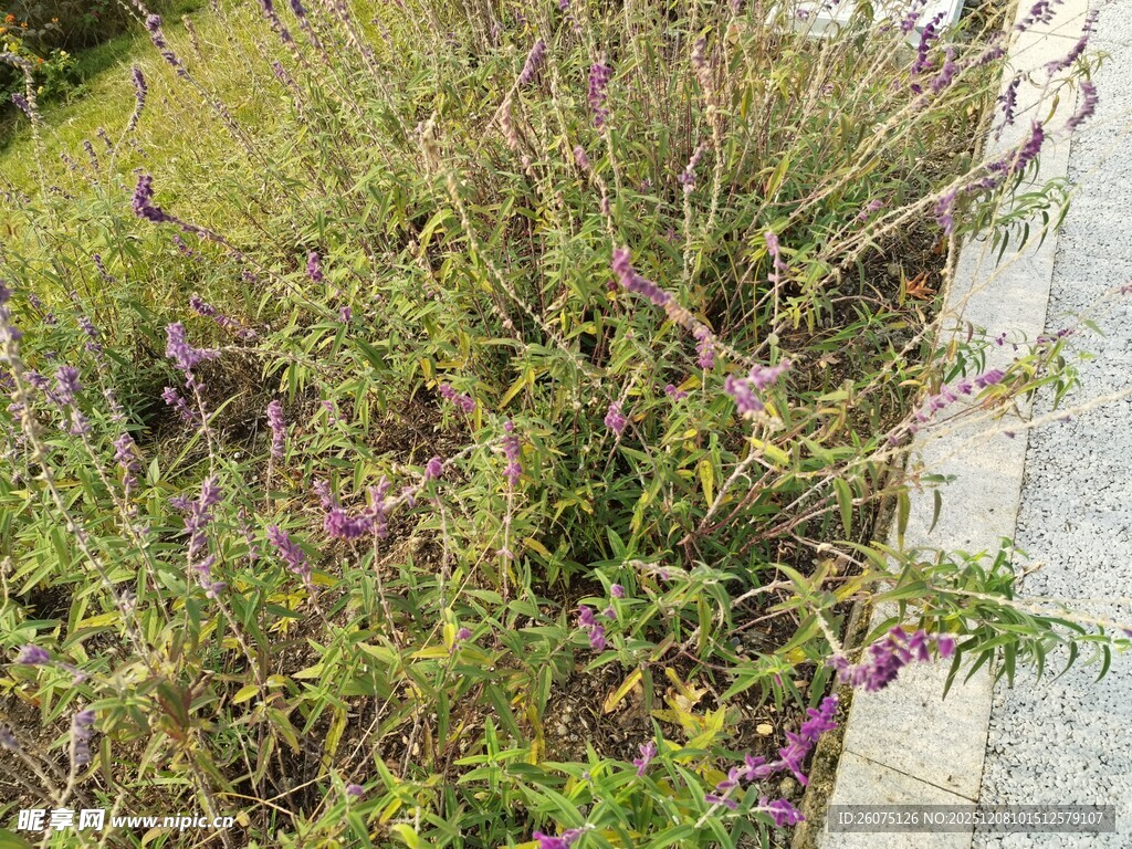 路边繁茂的紫色野花野草