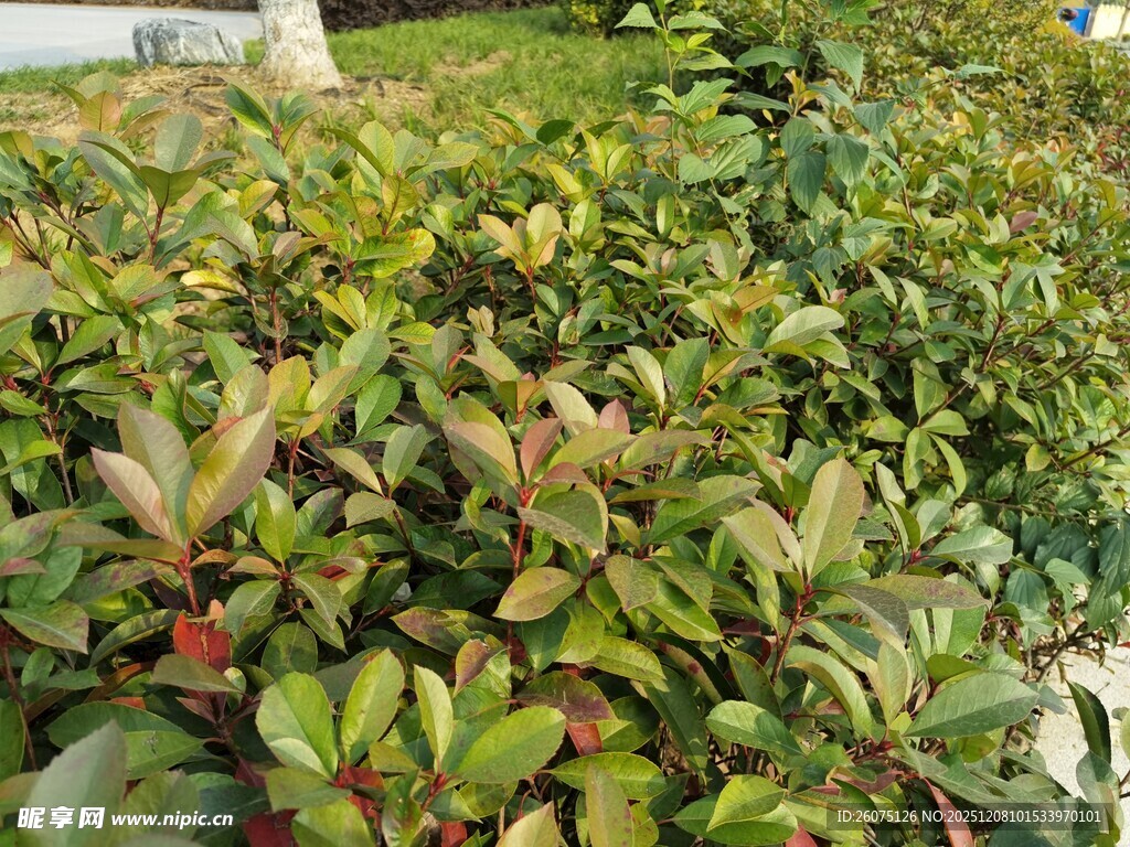 绿叶繁茂的植物景观