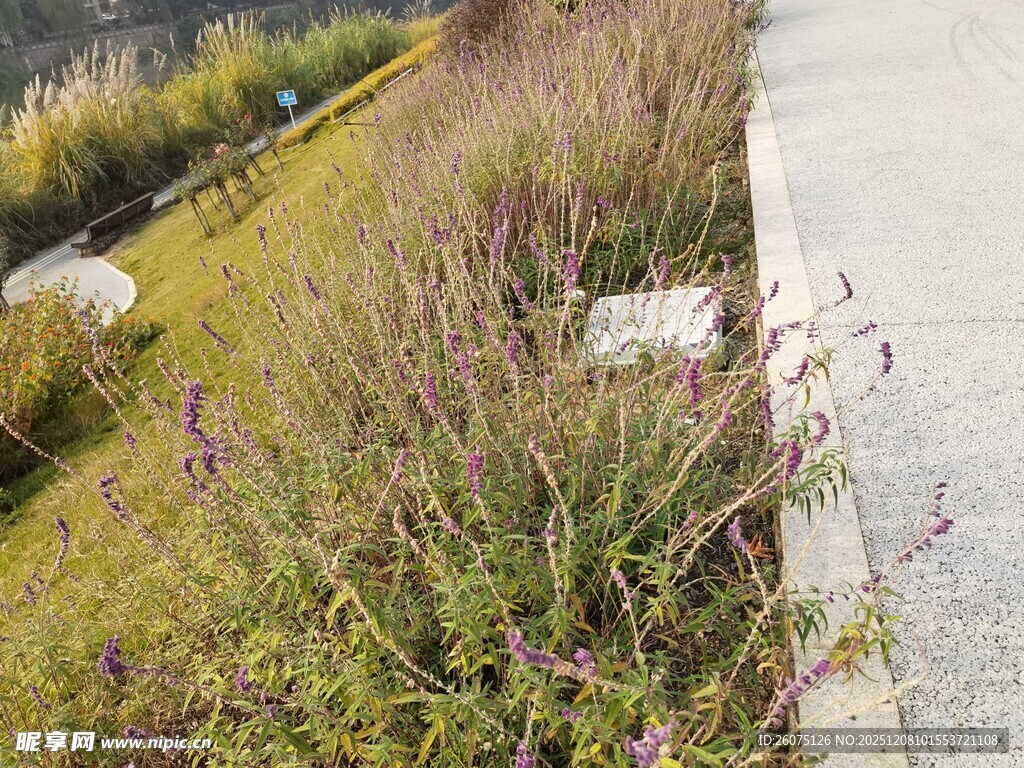 路边生长的茂盛野草