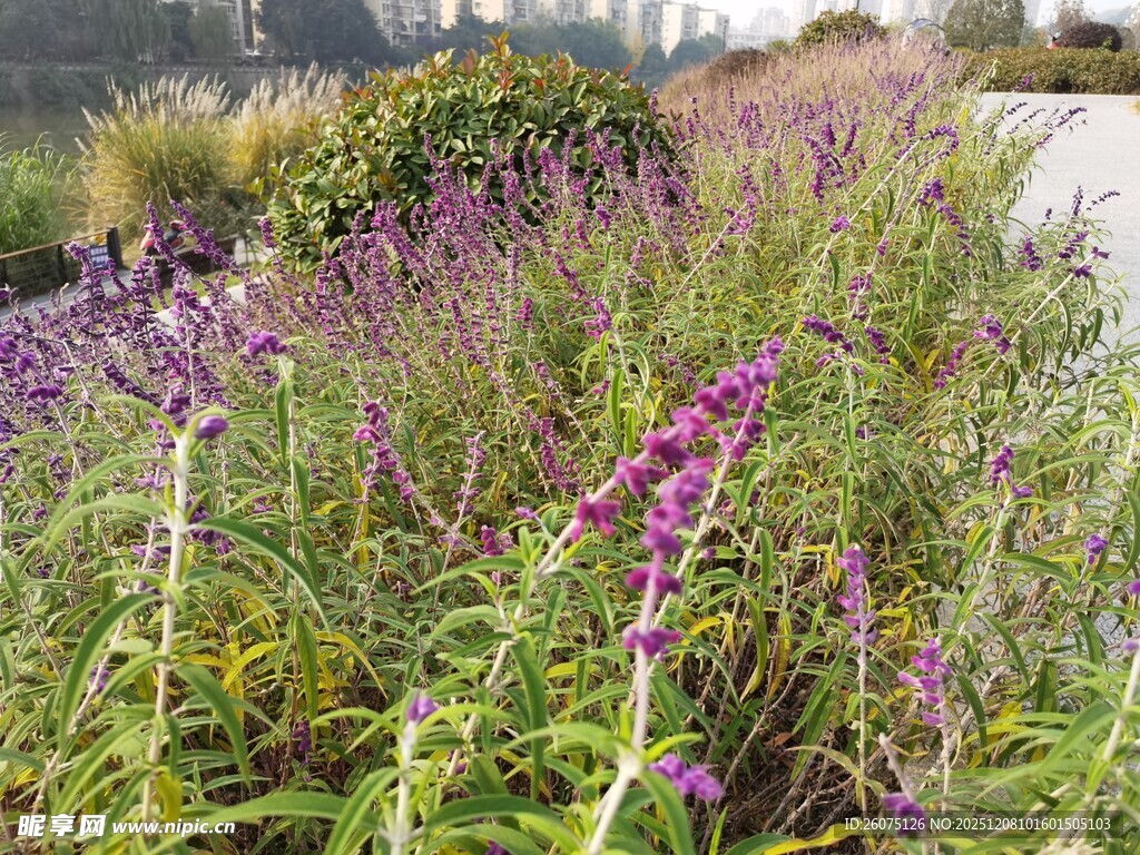 路边绽放的紫色花卉