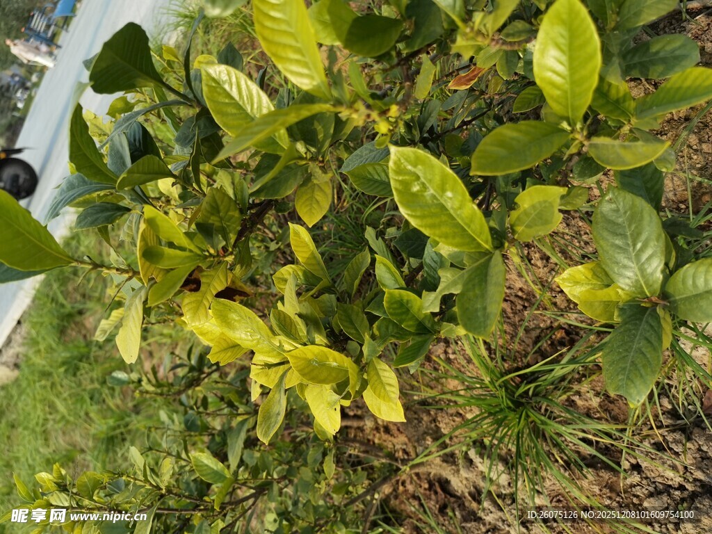 黄绿相间的枝叶景观