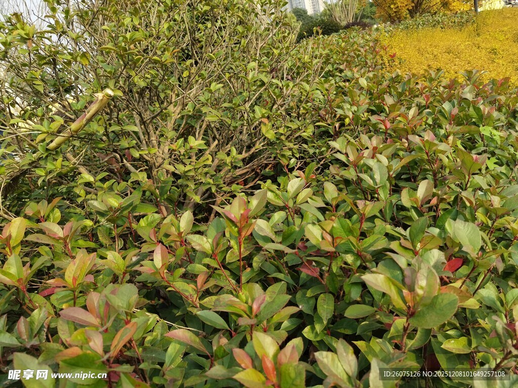 绿叶繁茂的植物景观