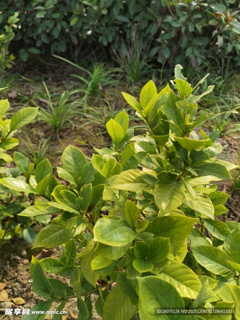 绿叶繁茂的植物景观
