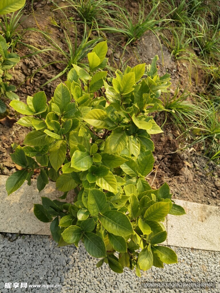 路边翠绿植物特写