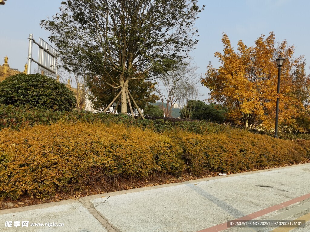 秋日路边的缤纷绿植景观